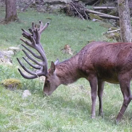 Haus Sigmund Appartement